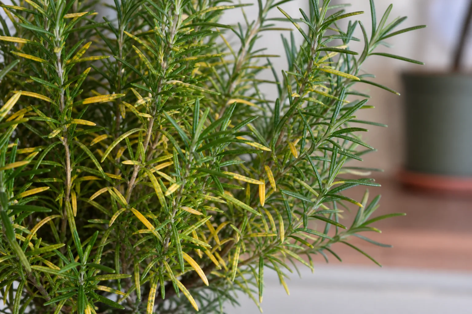 Yellow Leaves on Rosemary - visible symptom on the plant
