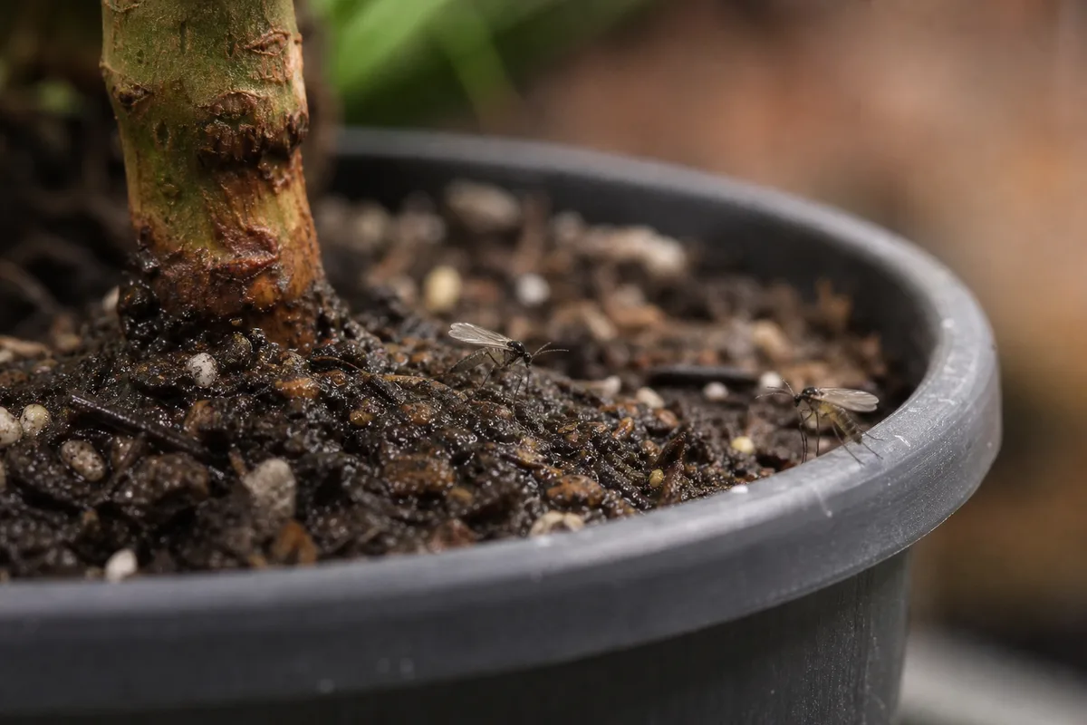 Close-up of Fungus Gnats on Rubber Plant - diagnostic detail