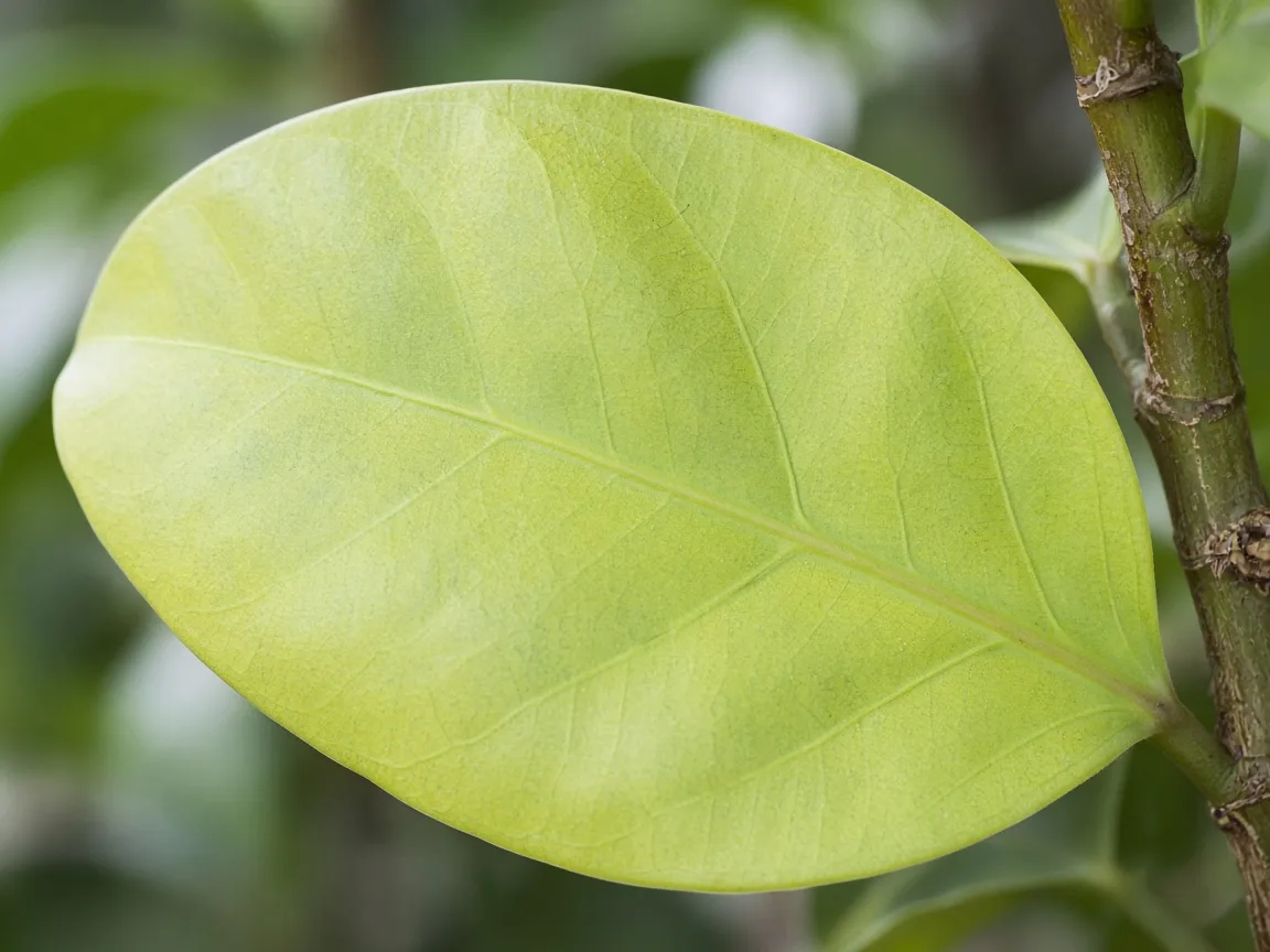 Close-up of nitrogen deficiency on rubber plant - uniformly pale lower oval leaf