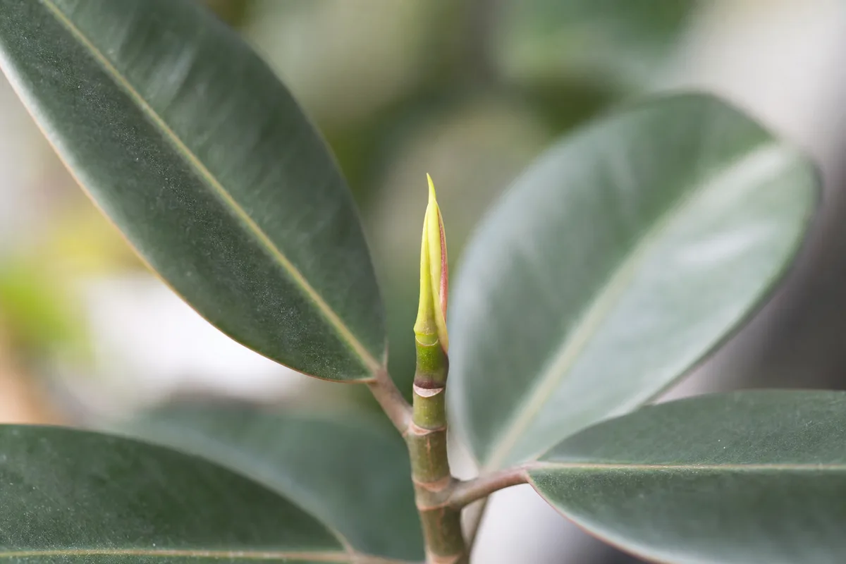 Close-up of Slow Growth on Rubber Plant - diagnostic detail