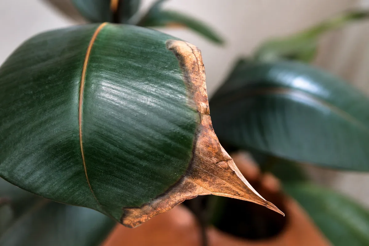 Close-up of Underwatering on Rubber Plant - diagnostic detail