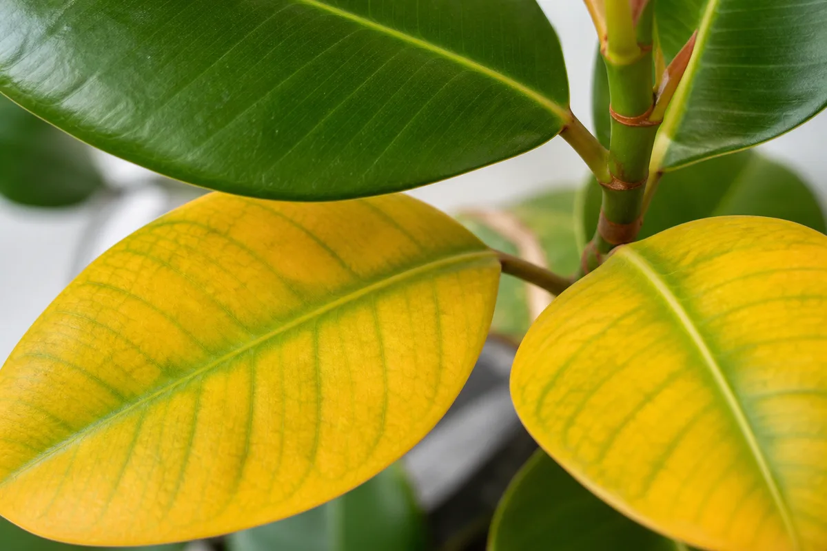 When To Use This Guide Vs The Rubber Plant Hub for when to use this guide vs. the rubber plant hub