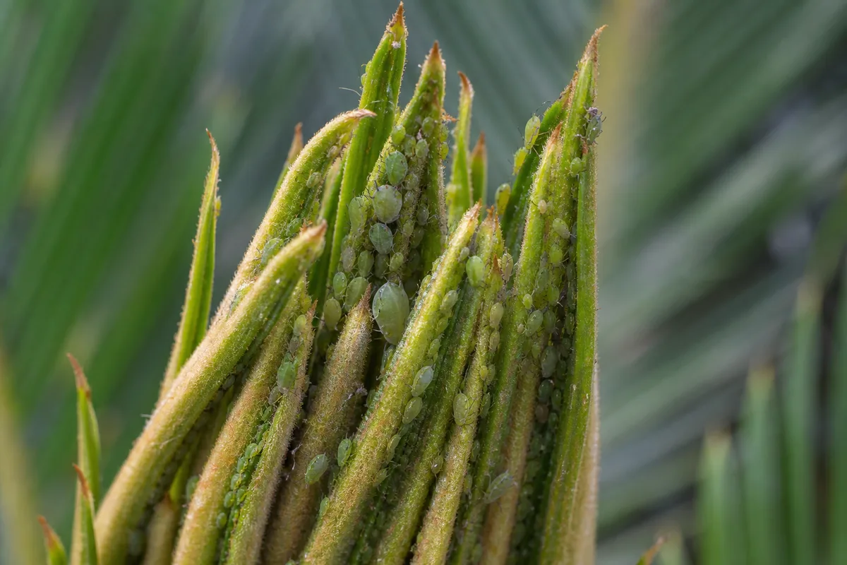 Close-up of Aphids on Sago Palm - diagnostic detail