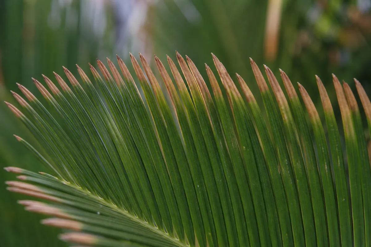 Close-up of Brown Tips on Sago Palm - diagnostic detail