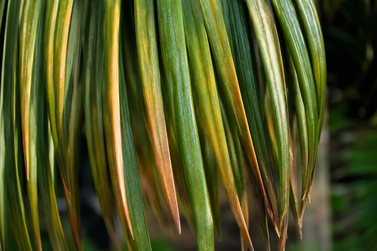 Close-up of Drooping Leaves on Sago Palm - diagnostic detail