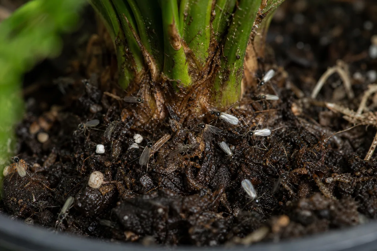 Close-up of Fungus Gnats on Sago Palm - diagnostic detail