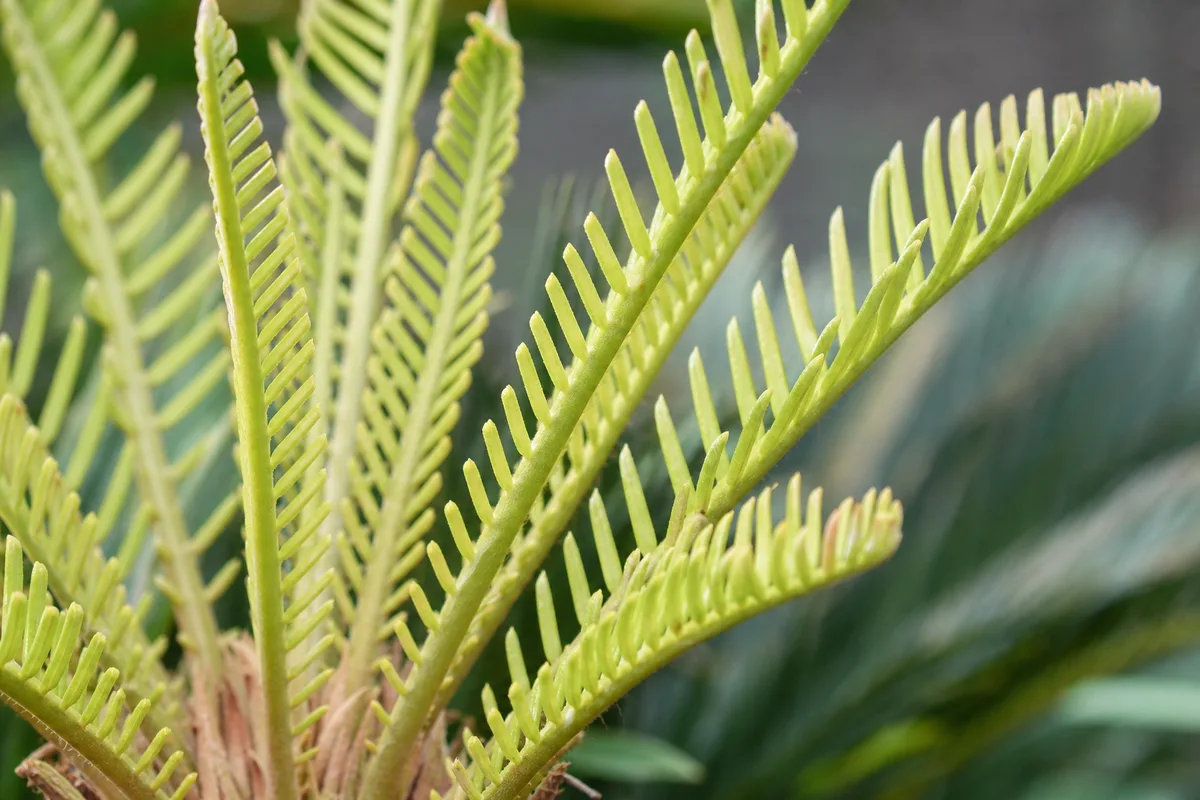 Close-up of leggy growth on Sago Palm - pale stretched fronds and elongated petioles
