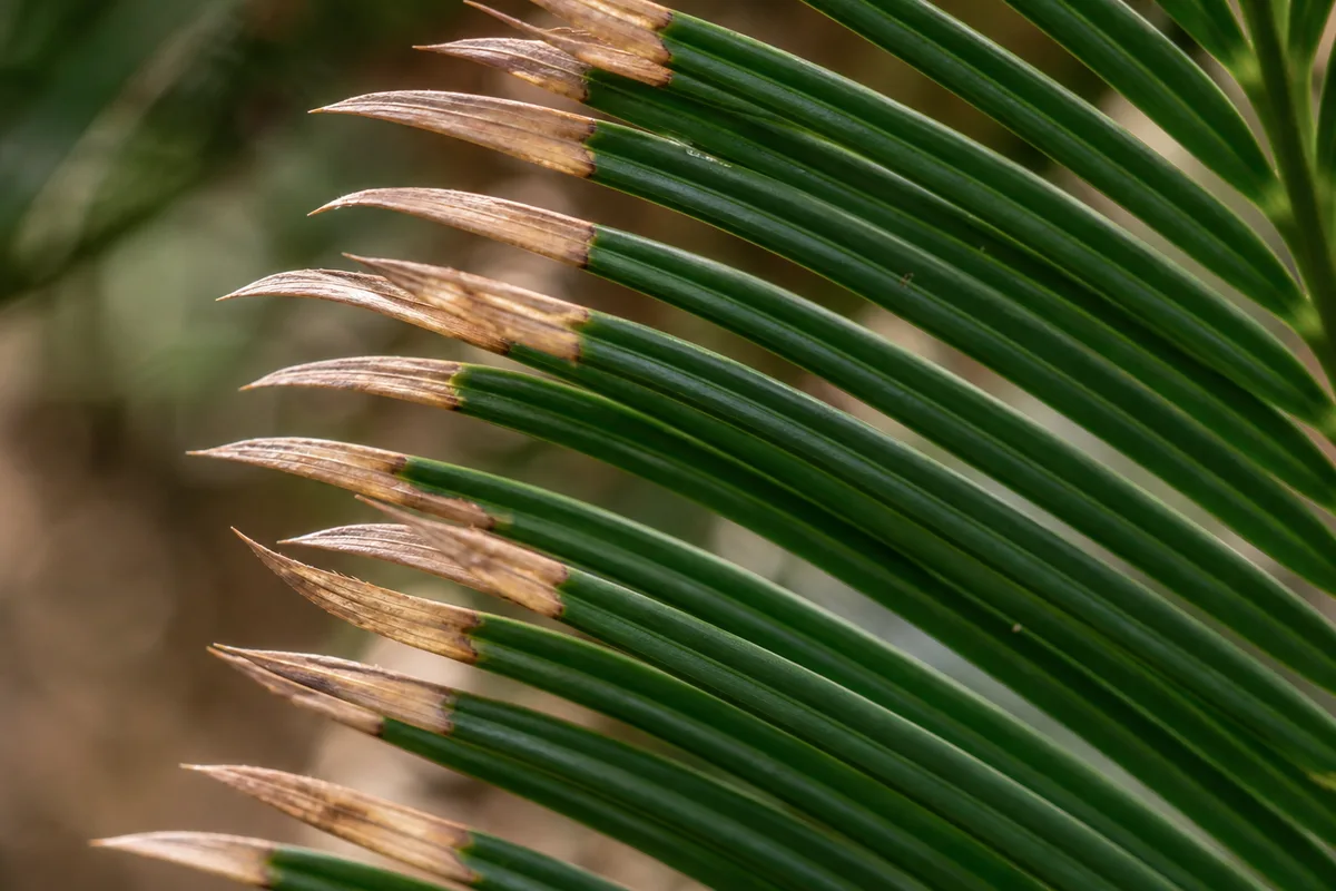 Close-up of low humidity damage on Sago Palm - brown crispy leaflet tips