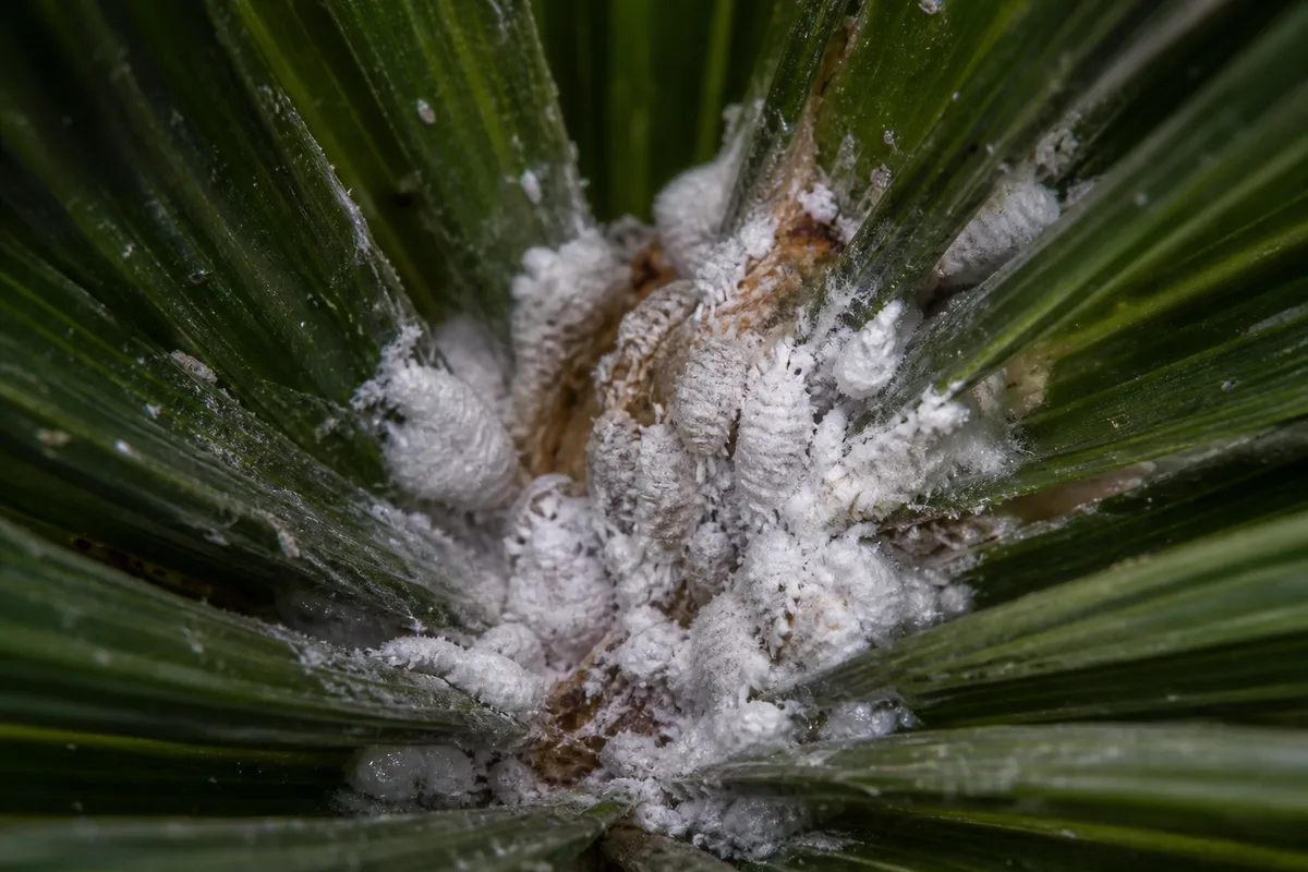 Close-up of mealybugs on Sago Palm - white cottony clusters in frond axils
