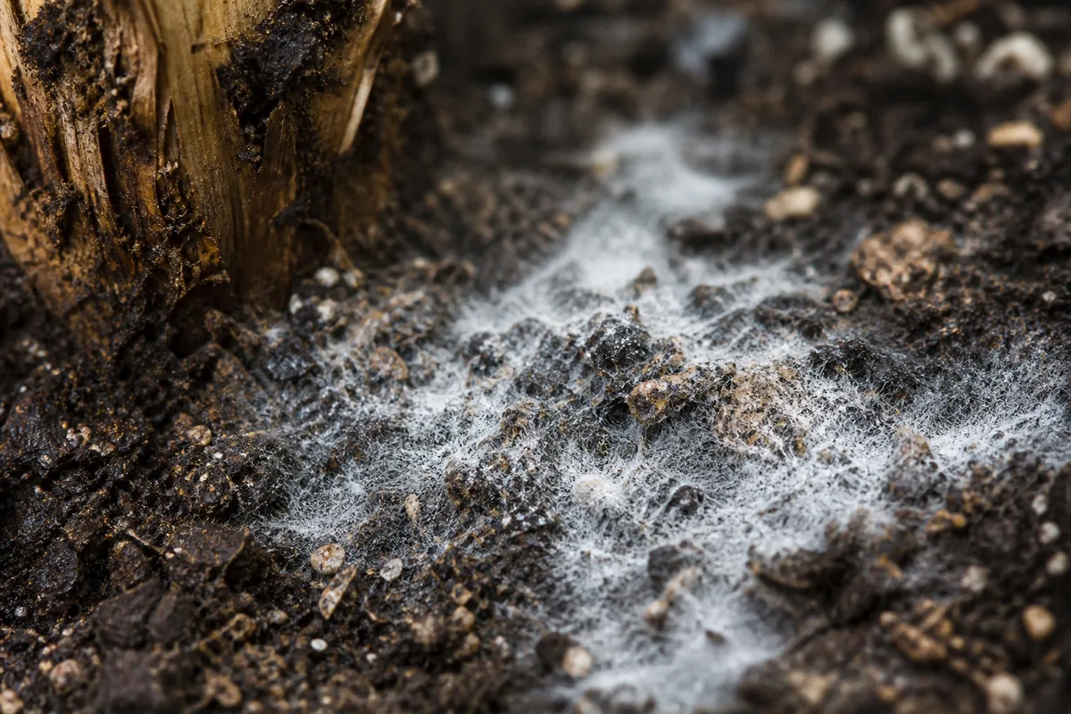Close-up of mold on Sago Palm soil - white fuzzy surface fungus on damp mix