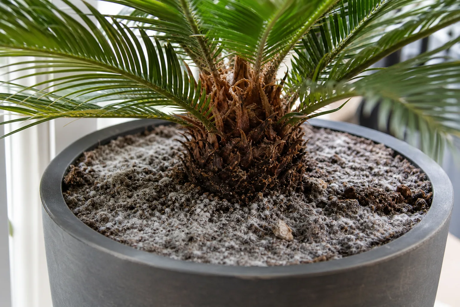 Mold on soil on Sago Palm - white fuzzy film on damp potting mix surface