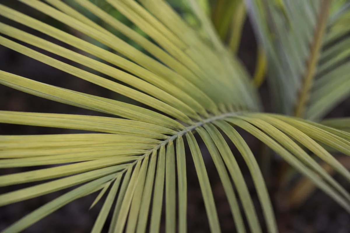 Close-up of insufficient light on Sago Palm - pale washed-out fronds