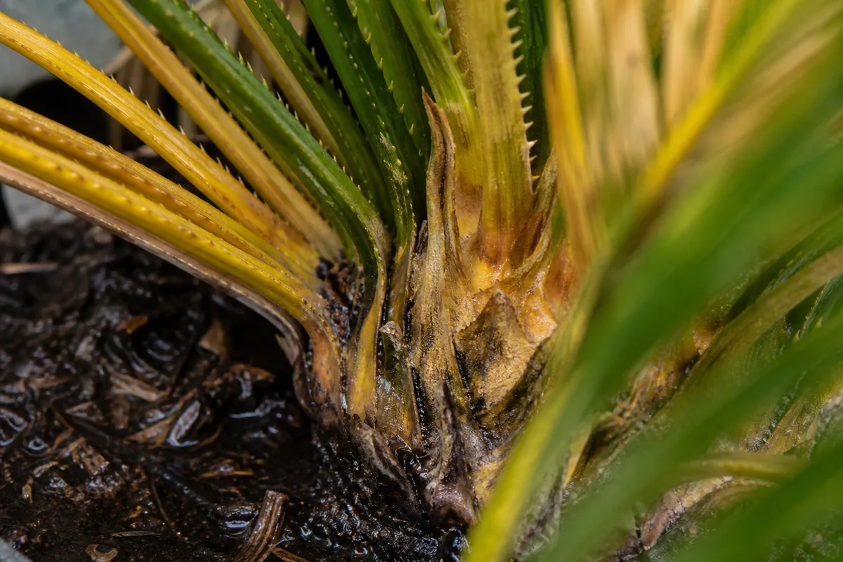A close view of a sago palm crown and wet soil helps explain why persistent moisture can lead to root stress.