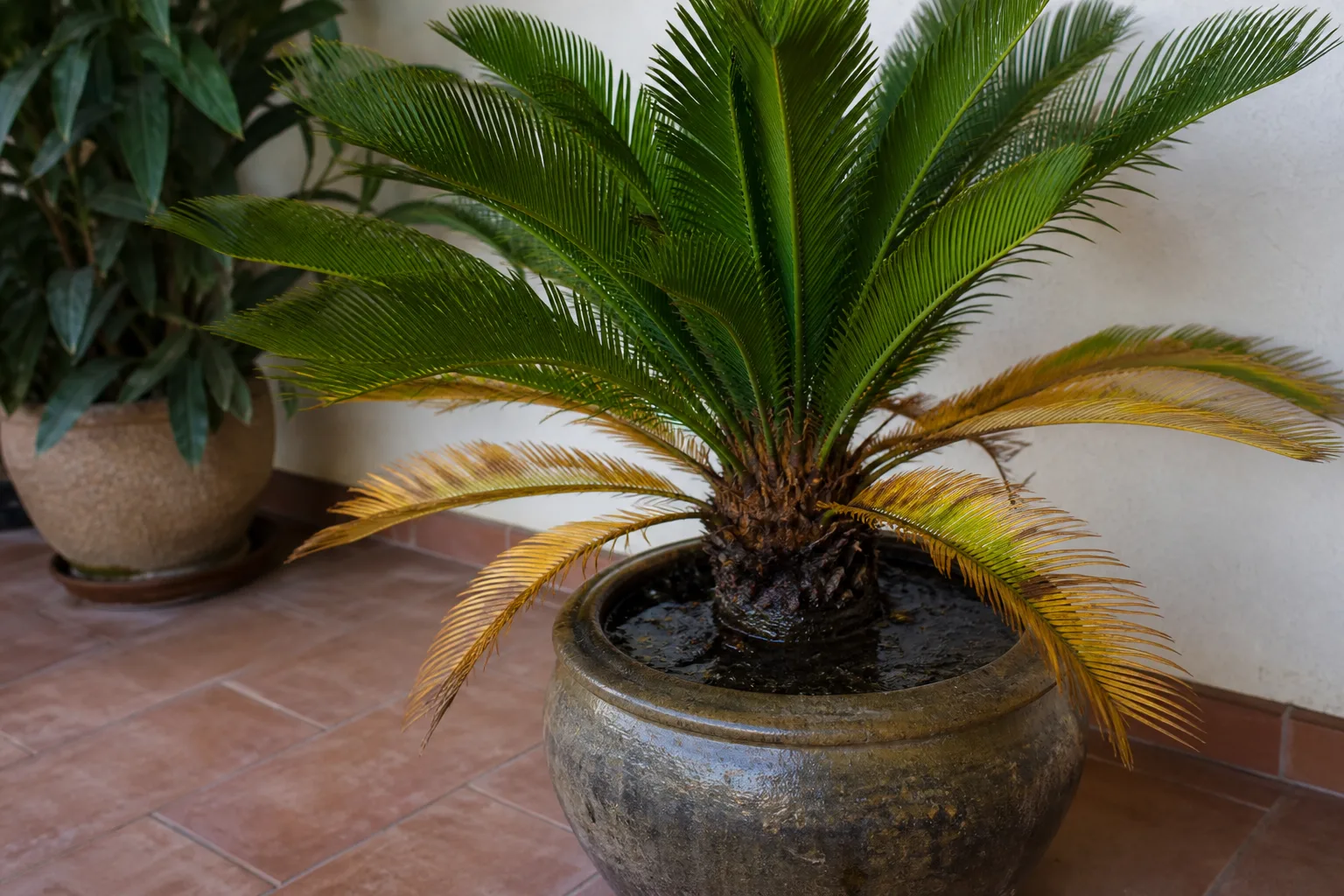 Overwatered sago palm showing yellowing fronds and saturated soil