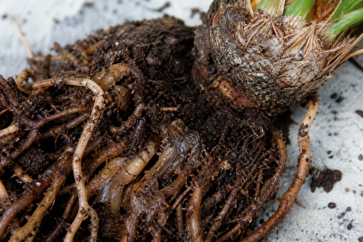 Close-up of root rot on Sago Palm - brown mushy roots beside firm trunk tissue