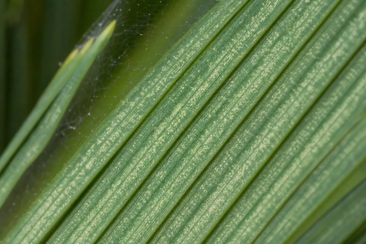 Close-up of Spider Mites on Sago Palm - diagnostic detail
