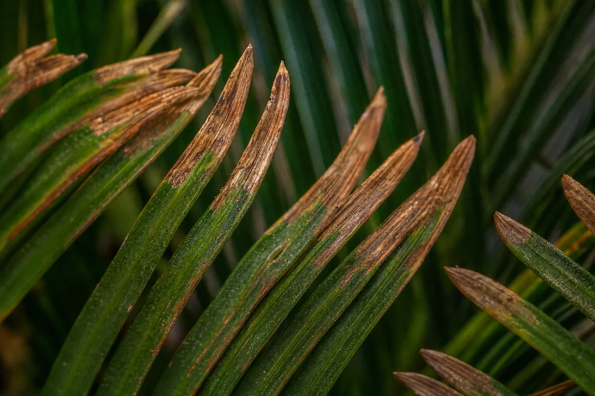 Close-up of Underwatering on Sago Palm - diagnostic detail