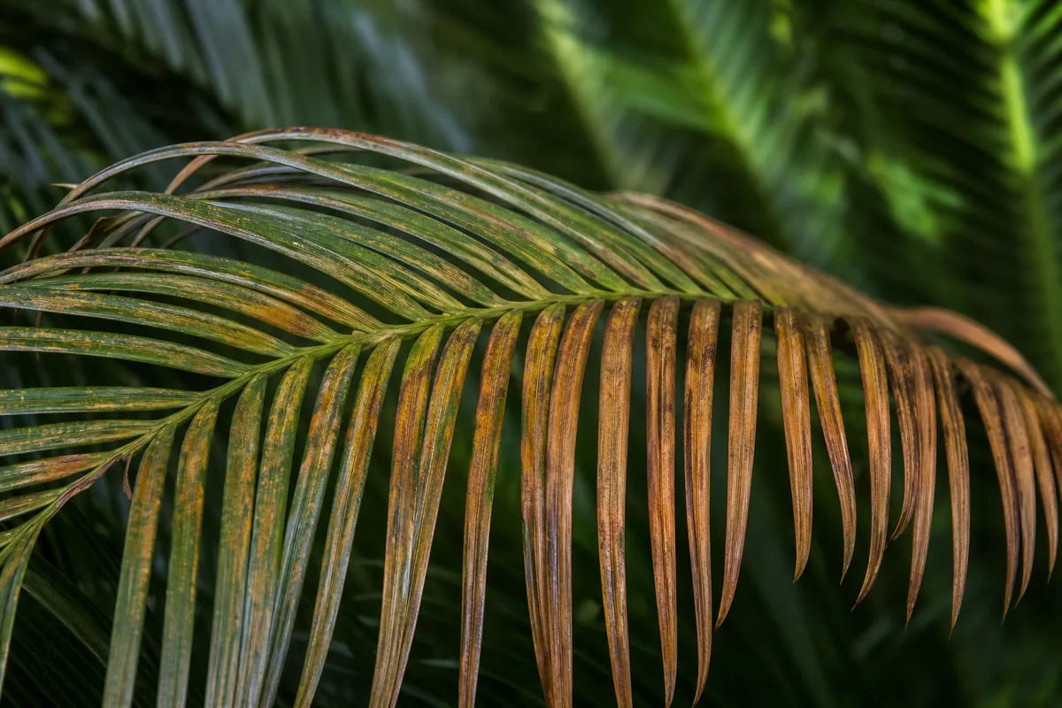 Close-up of wilting on Sago Palm - limp arching frond with curled leaflet tips