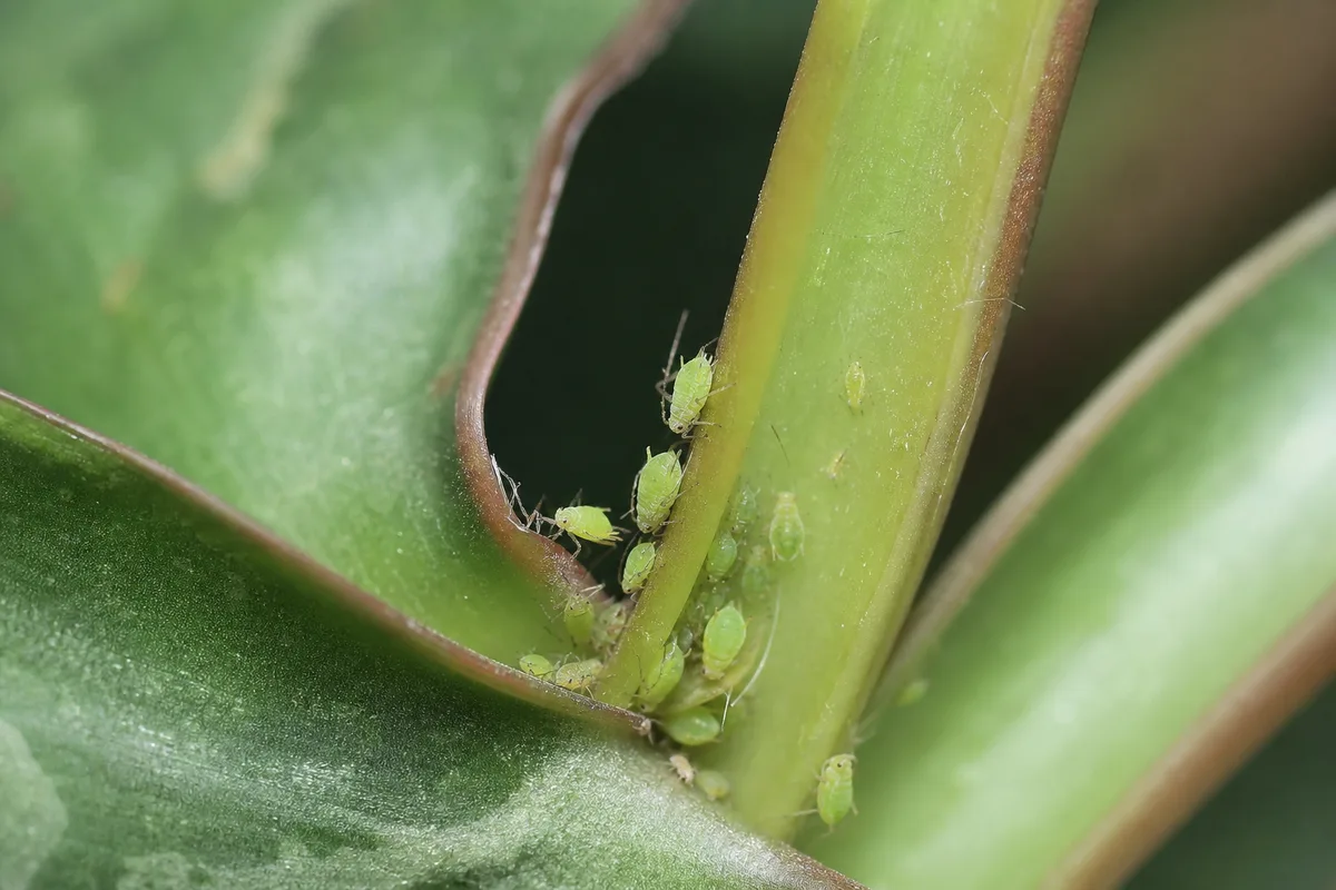 Close-up of Aphids on Satin Philodendron - diagnostic detail