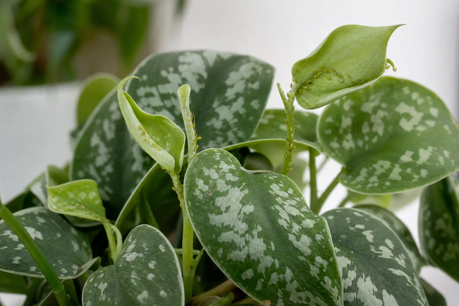 Aphids on Satin Philodendron - visible symptom on the plant