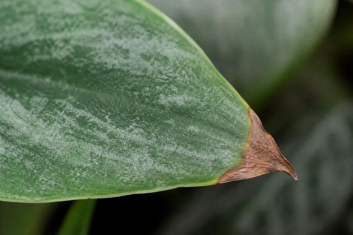 Close-up of Brown Tips on Satin Philodendron - diagnostic detail