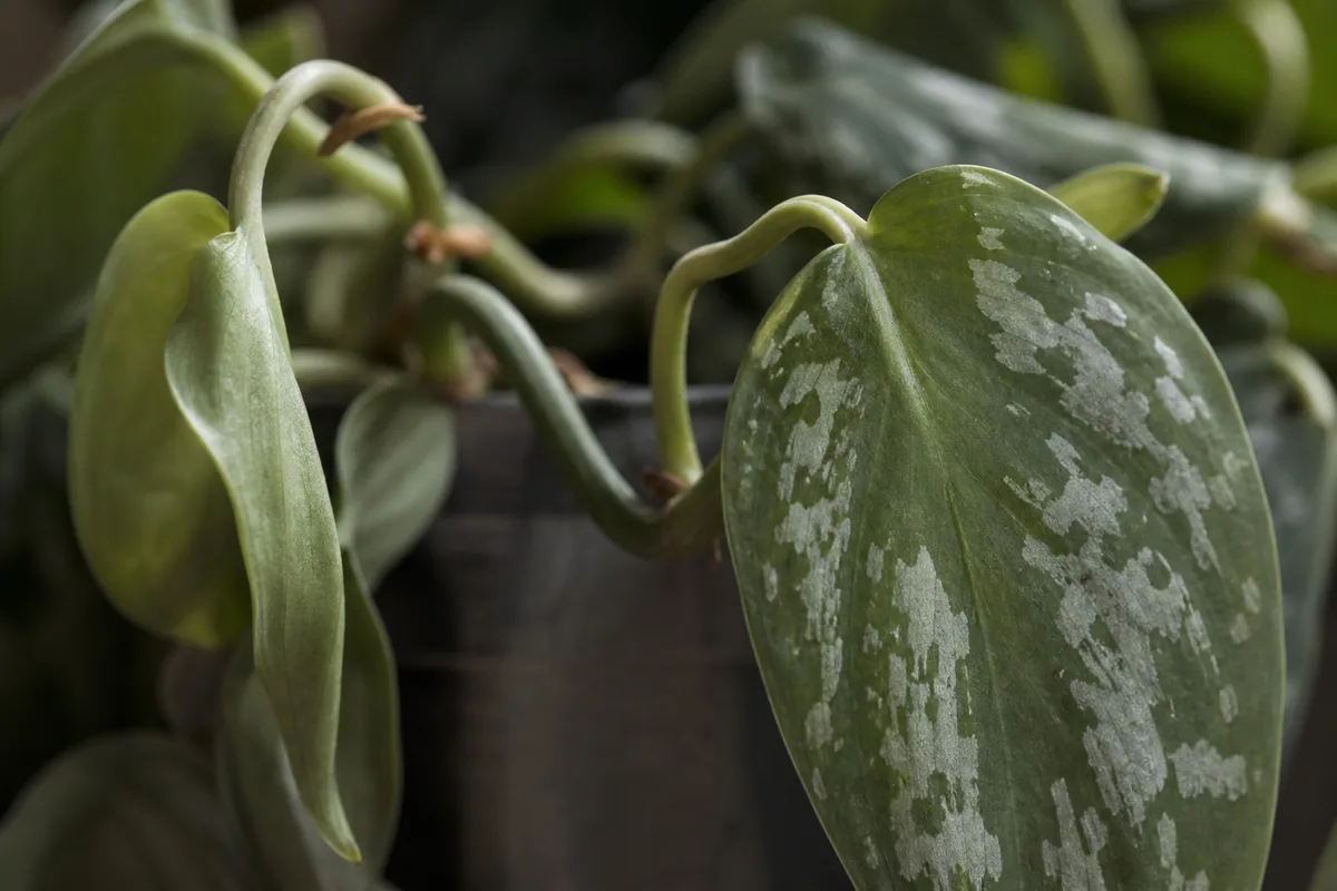 Close-up of Drooping Leaves on Satin Philodendron - diagnostic detail