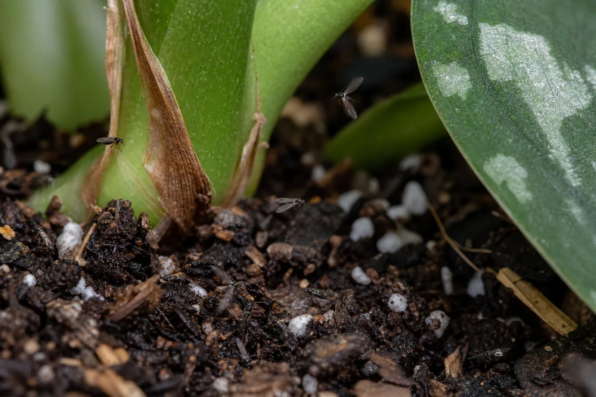 Close-up of Fungus Gnats on Satin Philodendron - diagnostic detail