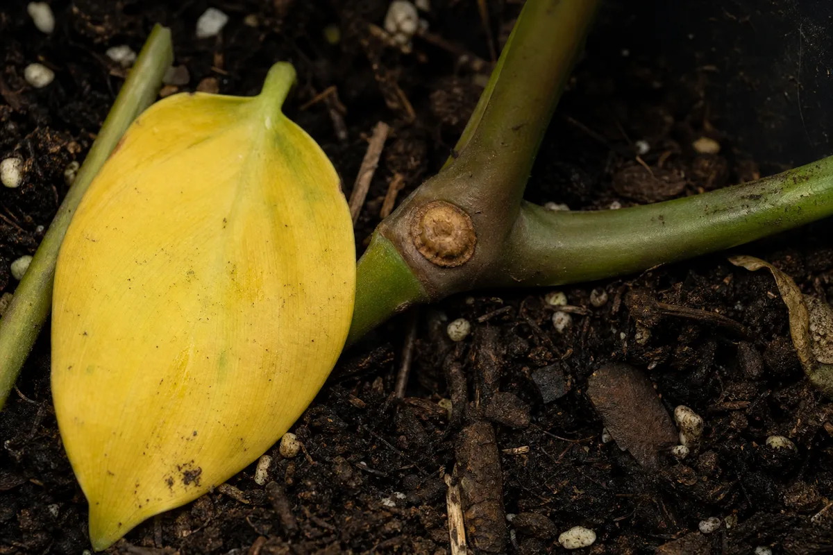 Close-up of Leaf Drop on Satin Philodendron - diagnostic detail