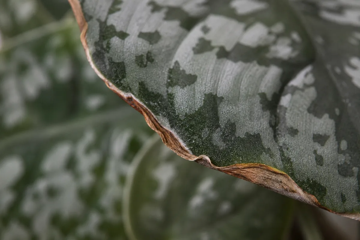 Close-up of Low Humidity on Satin Philodendron - diagnostic detail