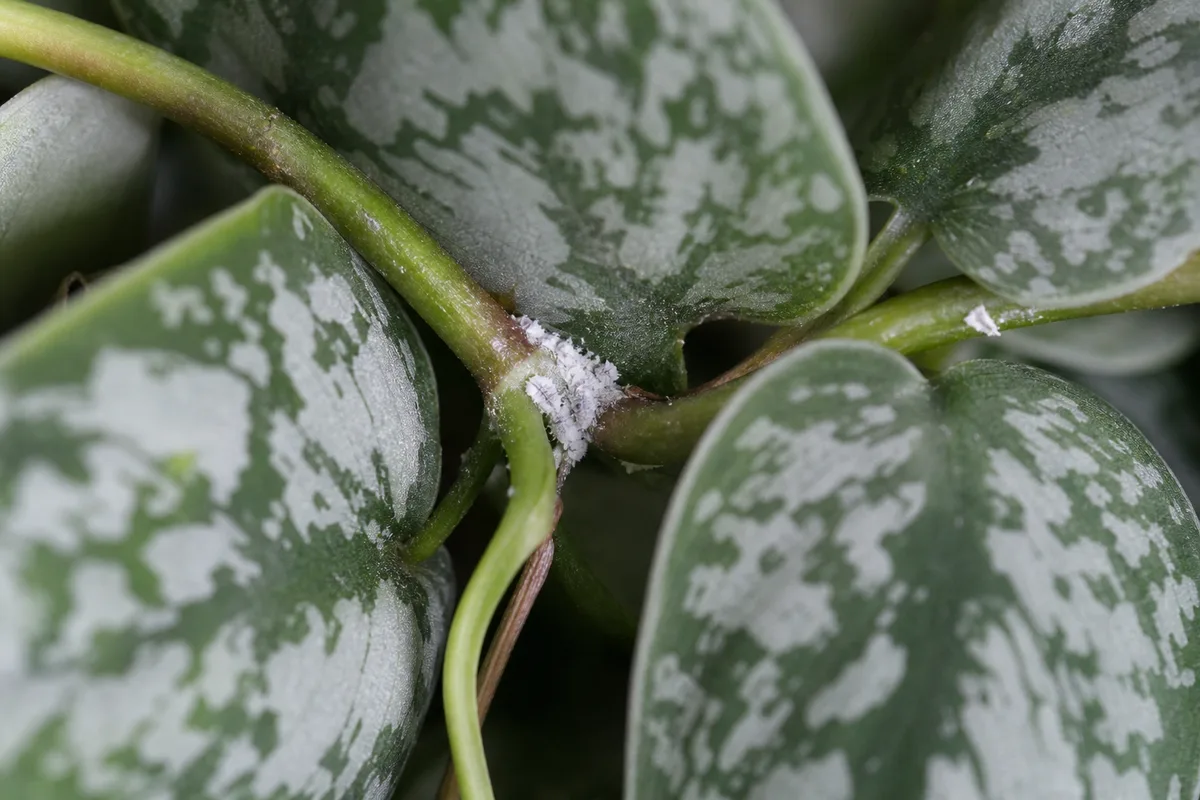 Close-up of Mealybugs on Satin Philodendron - diagnostic detail