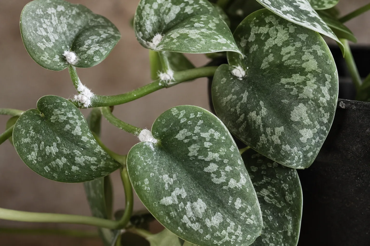 Mealybugs on Satin Philodendron - visible symptom on the plant