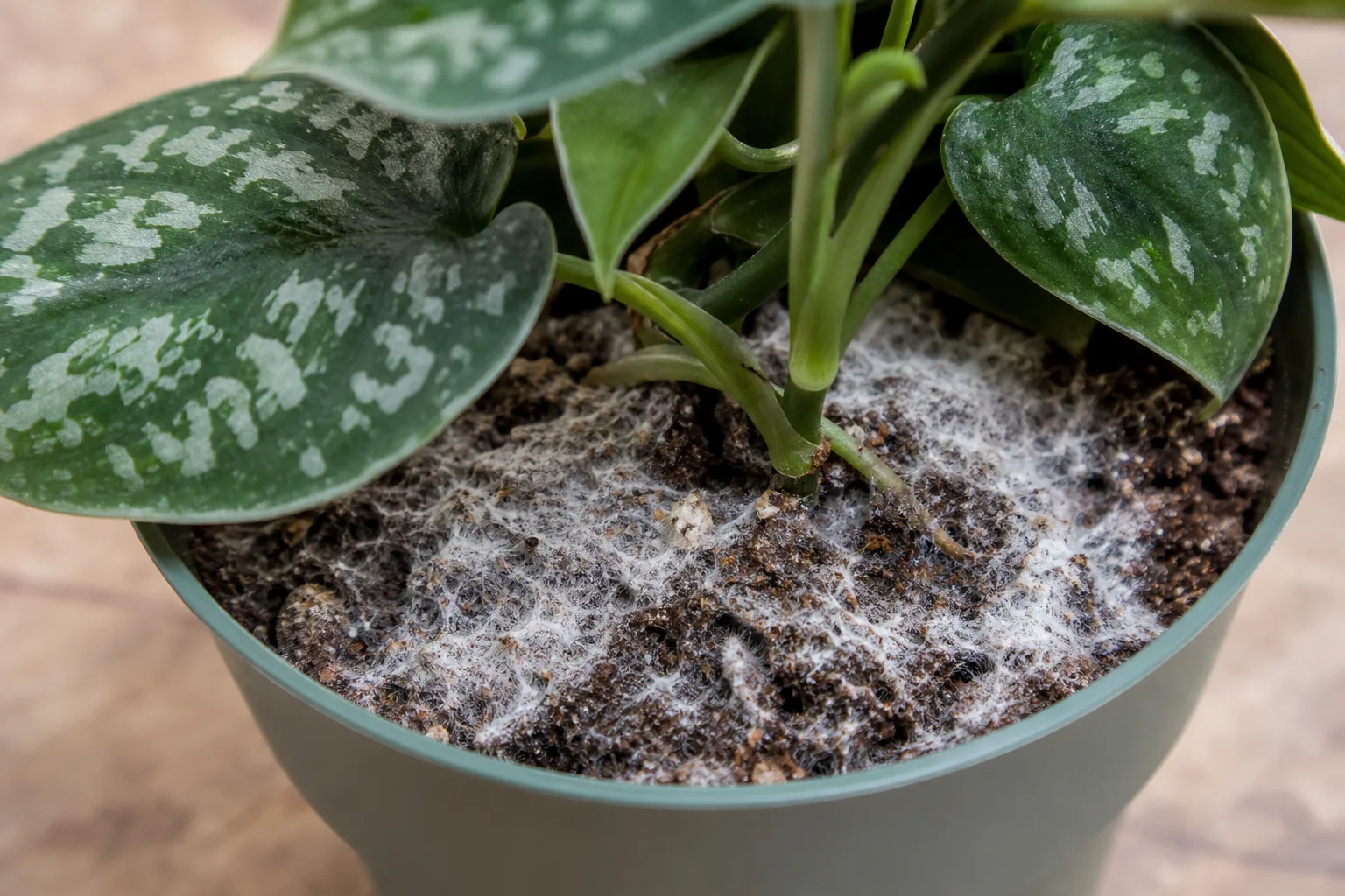 Mold on Soil on Satin Philodendron - visible symptom on the plant