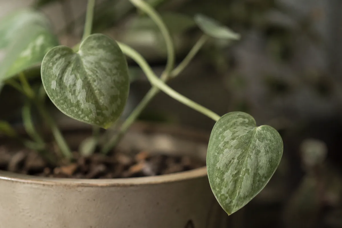 Close-up of Not Enough Light on Satin Philodendron - diagnostic detail