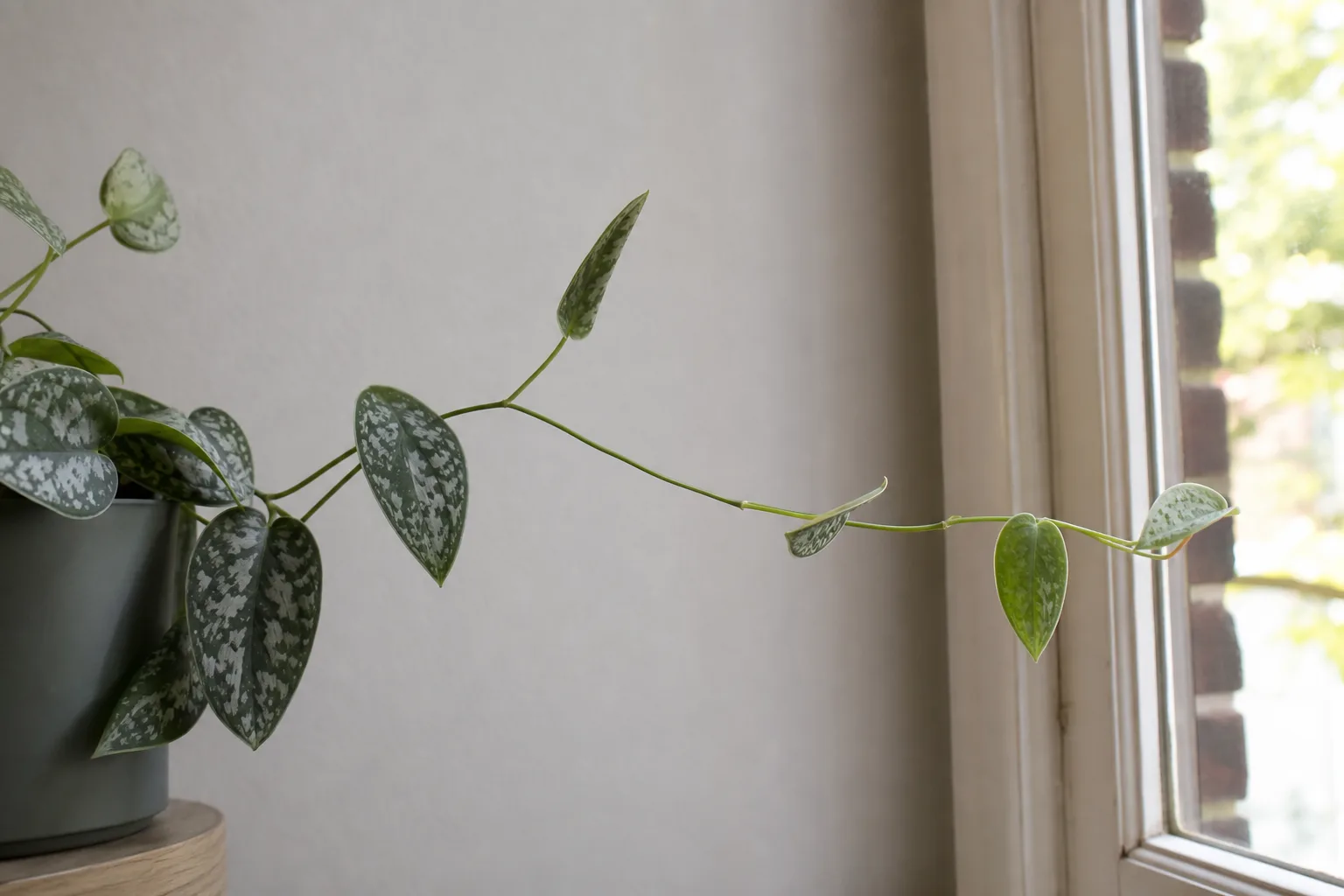 Not Enough Light on Satin Philodendron - visible symptom on the plant