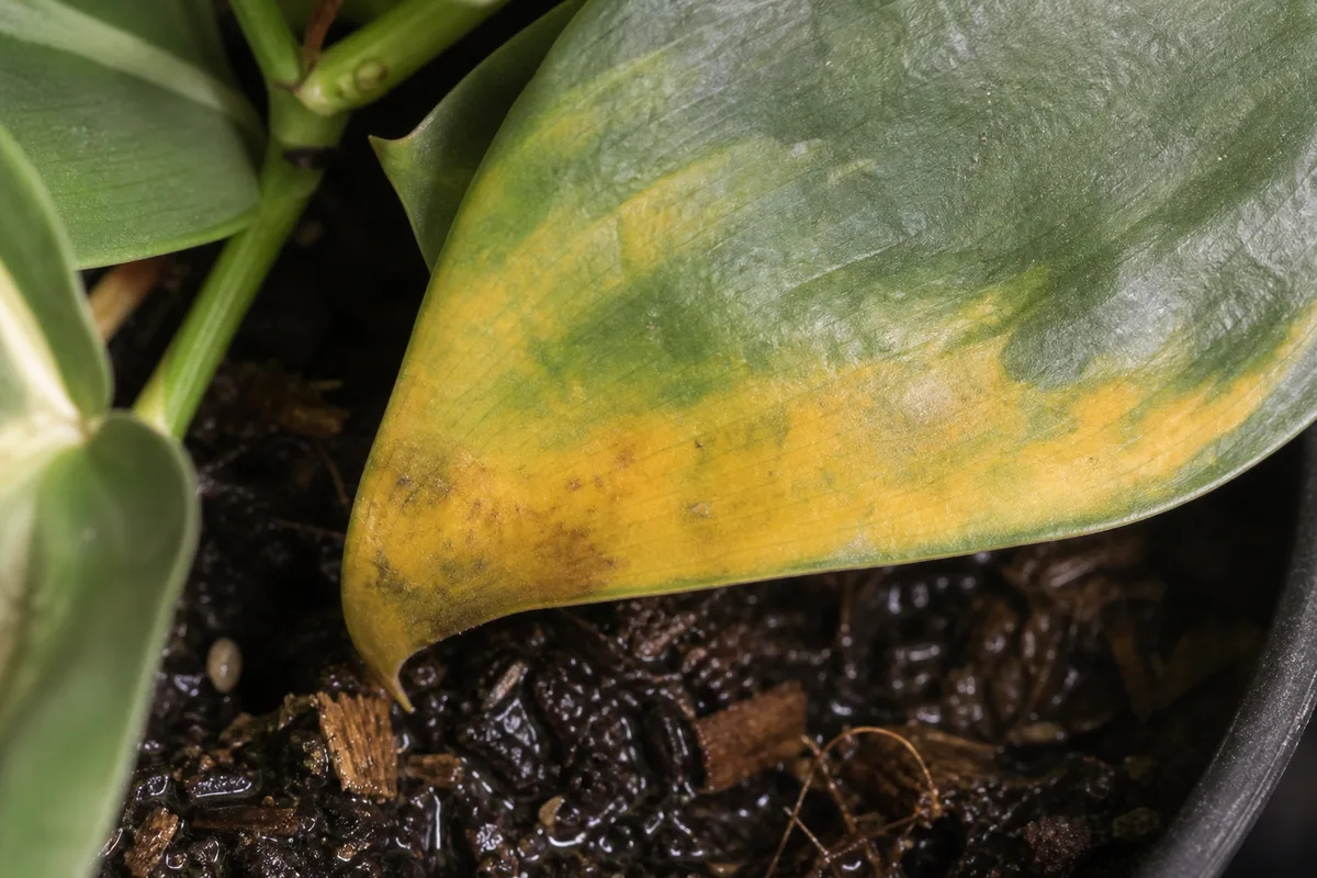 Close-up of Overwatering on Satin Philodendron - diagnostic detail