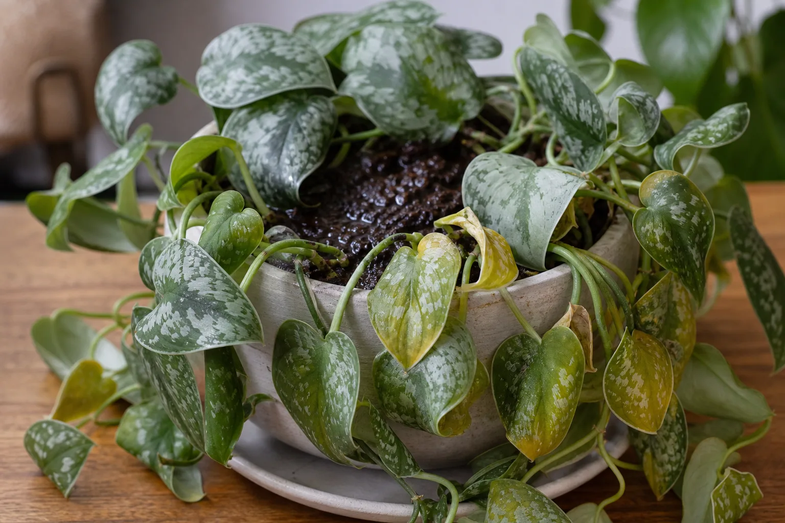 Overwatering on Satin Philodendron - visible symptom on the plant