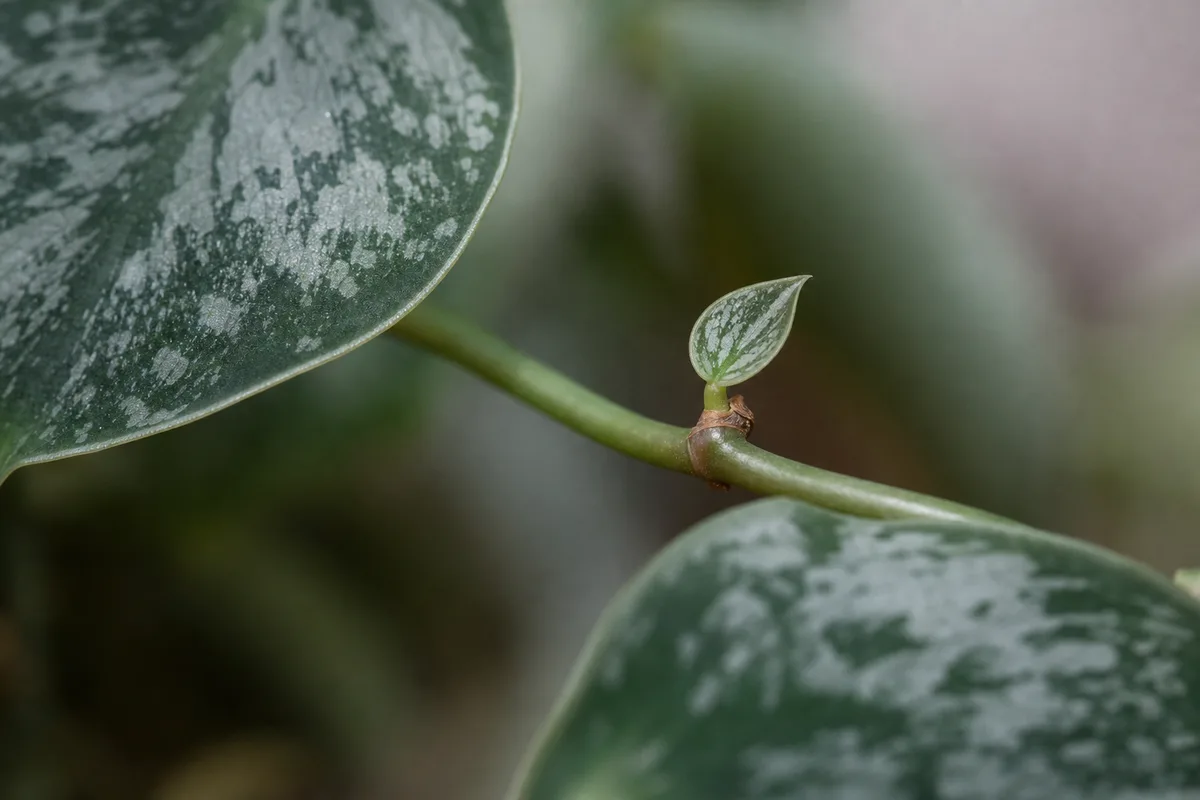 Close-up of Slow Growth on Satin Philodendron - diagnostic detail