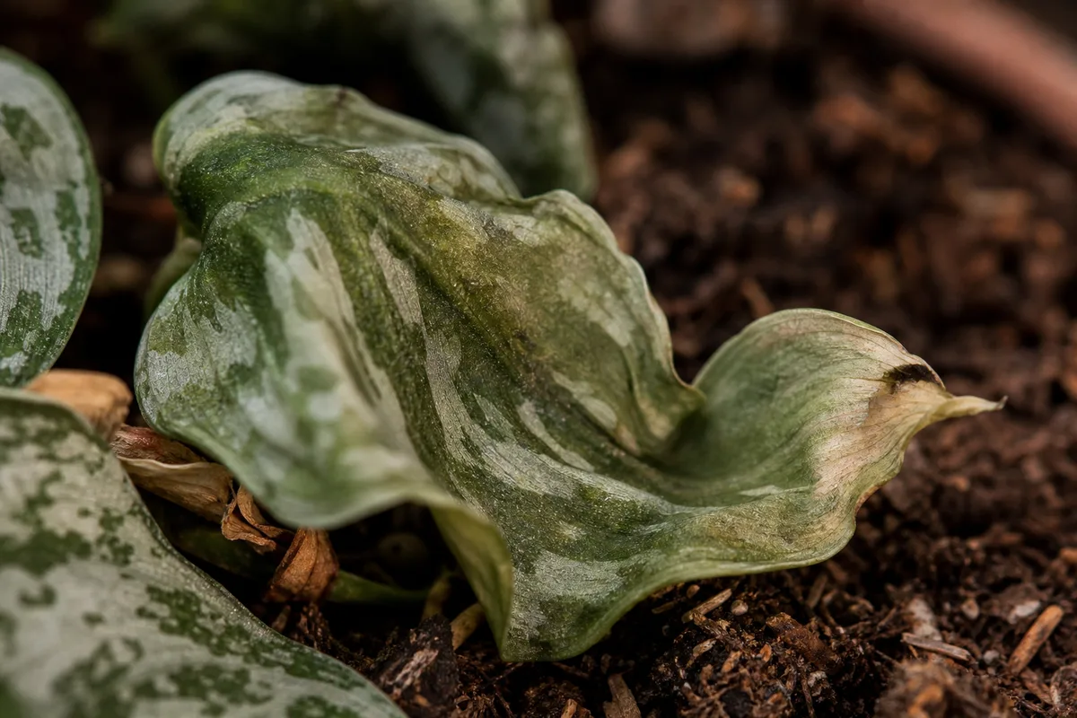 Close-up of Underwatering on Satin Philodendron - diagnostic detail