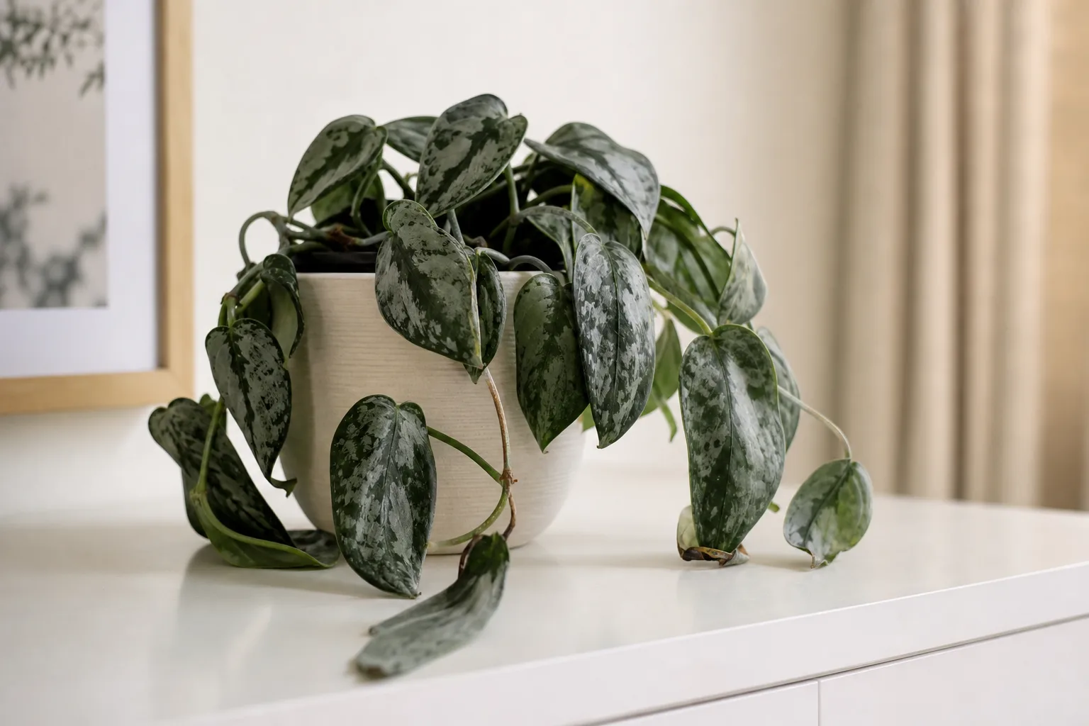 Wilting on Satin Philodendron - visible symptom on the plant