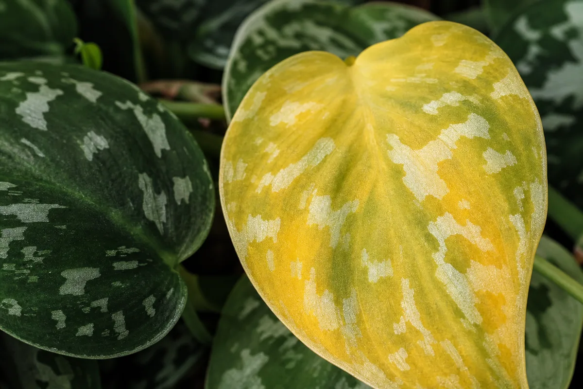 Close-up of Yellow Leaves on Satin Philodendron - diagnostic detail