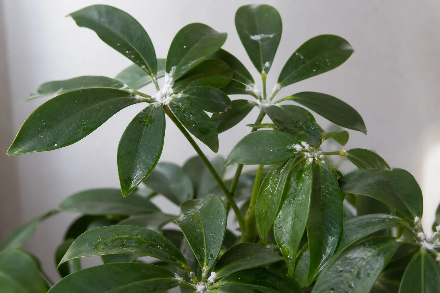 Mealybugs on Schefflera - visible symptom on the plant