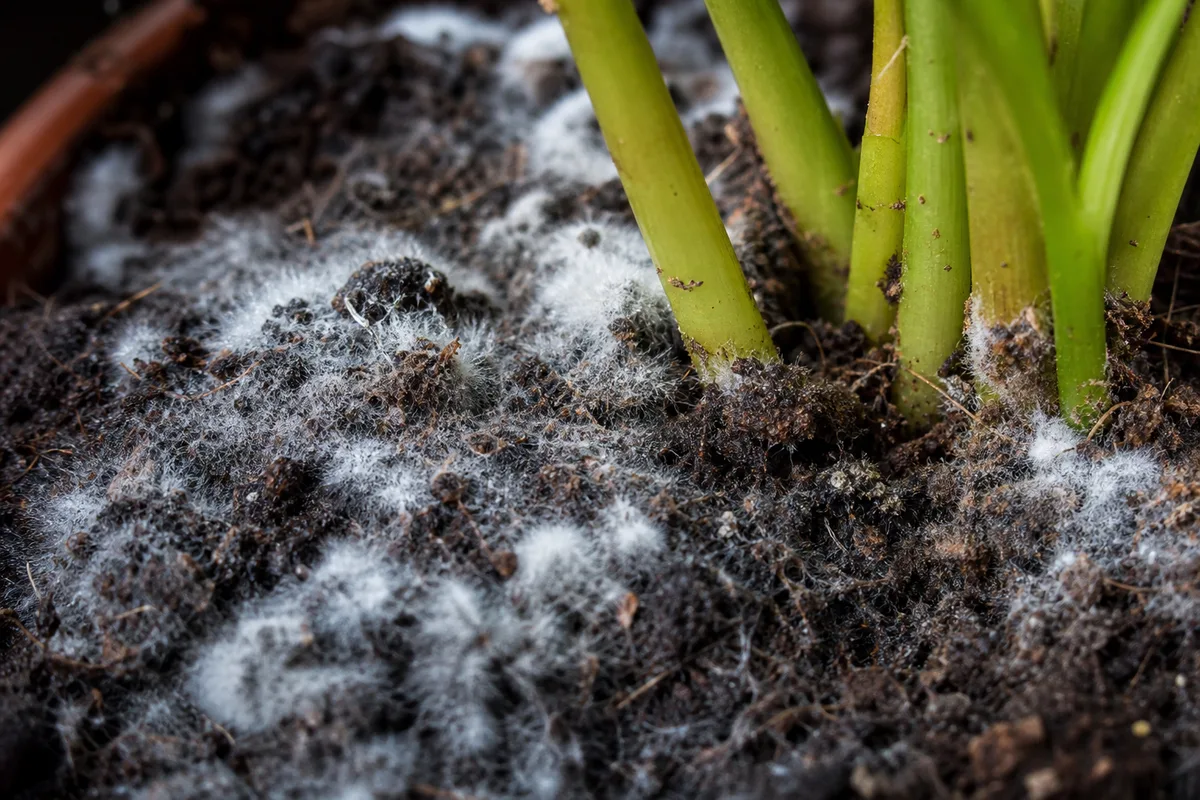 Close-up of Mold on Soil on Schefflera - diagnostic detail
