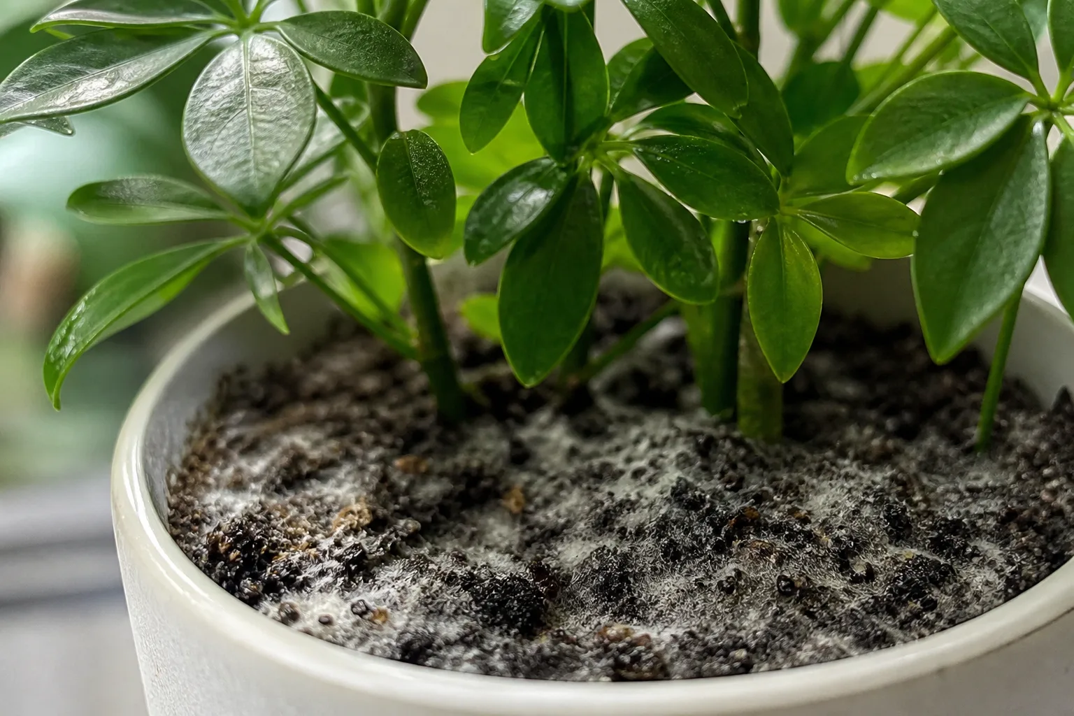 Mold on Soil on Schefflera - visible symptom on the plant
