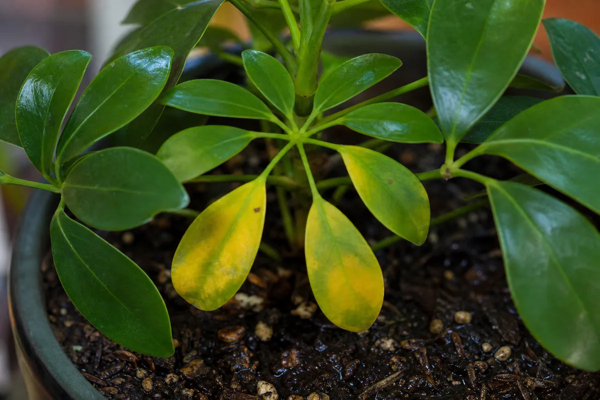 Close-up of Overwatering on Schefflera - diagnostic detail