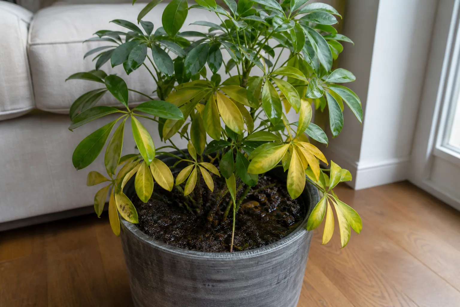 Overwatering on Schefflera - visible symptom on the plant