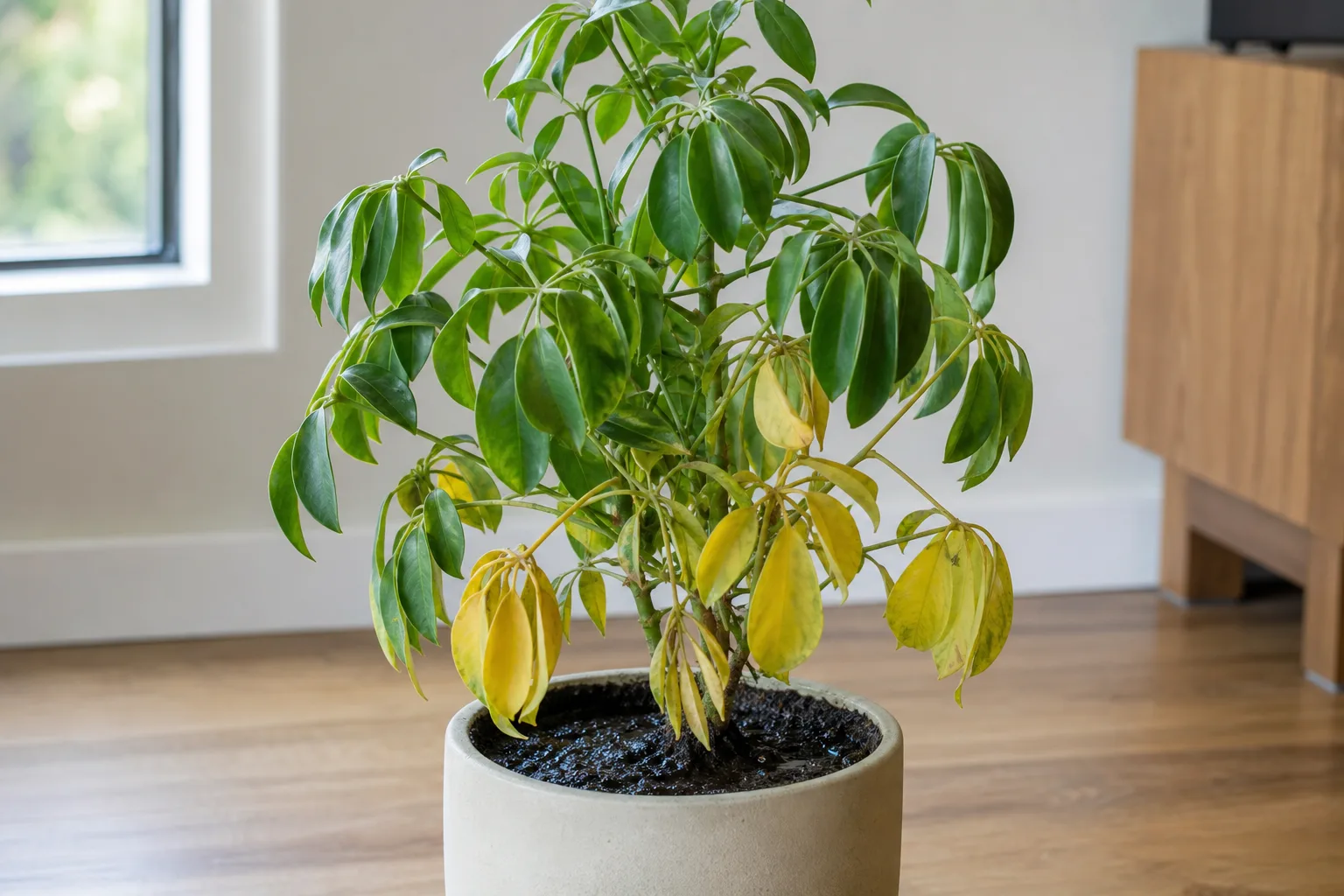 Root Rot on Schefflera - visible symptom on the plant
