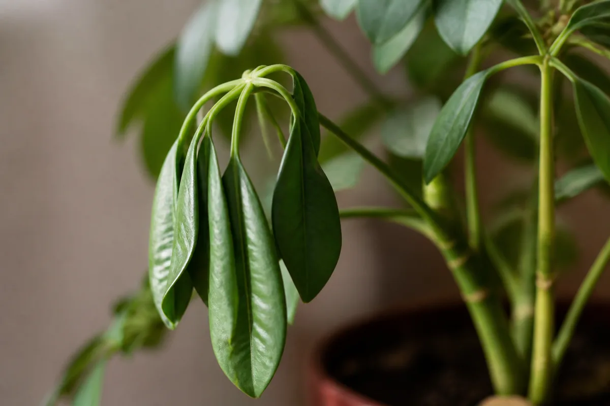 Close-up of Wilting on Schefflera - diagnostic detail