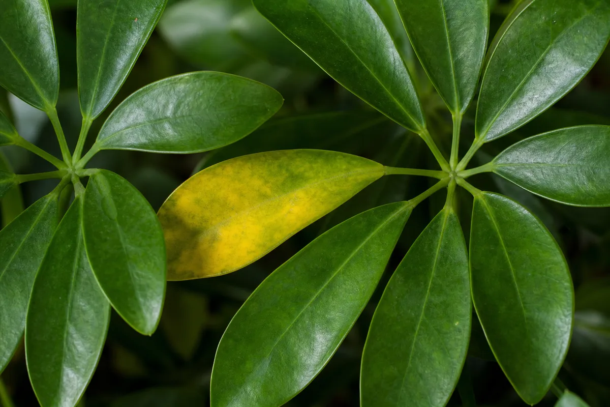 Close-up of Yellow Leaves on Schefflera - diagnostic detail