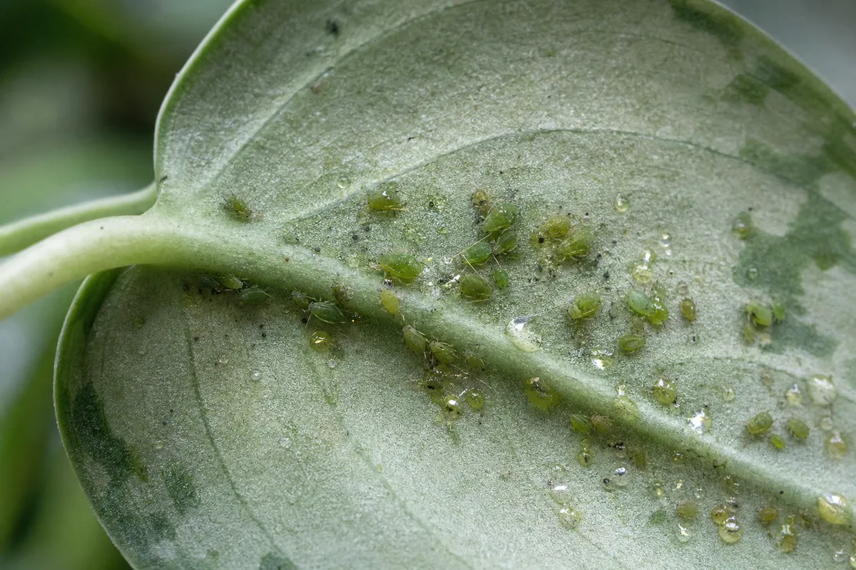Close-up of Aphids on Scindapsus Pictus - diagnostic detail