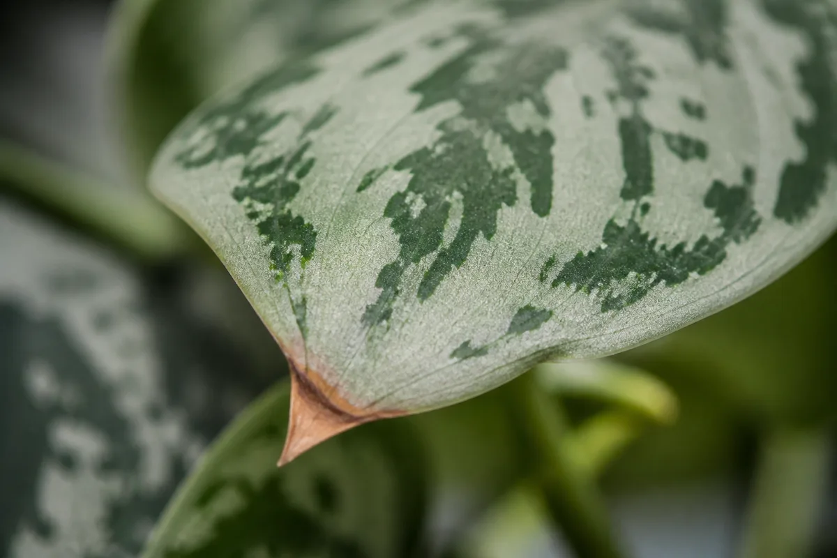 Close-up of Brown Tips on Scindapsus Pictus - diagnostic detail